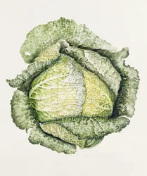 Wirsingkohl