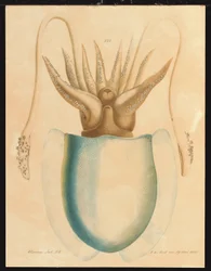 Eine Tintenfisch-Studie