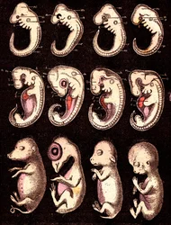 Verglichene Embryonen von 4 Wirbeltieren (5 Lebewesen): Von links nach rechts: Schwein, Huhn, Kaninchen, Mensch. Zeichnung von A. Demarle. 1885