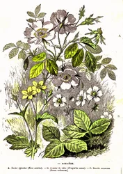 Rosaceen - Natürliche Schöpfung und Lebewesen: Zeichnung von A. Demarle. 1885