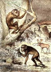 Die Katarrhinenaffen (Miozän): Die Semnopitheken. Die natürliche Schöpfung und Lebewesen von J. Rengade. Zeichnung A. Demarle