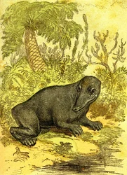 Der Labyrinthodont (Amphibie): Amphibien der Kohlezeit. Natürliche Schöpfung und Lebewesen. Zeichnung A. Demarle 1885