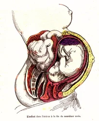 Das Kind im Uterus (spätes 9. Monat) - Das normale Leben & Gesundheit von J. Rengade - Zeichnung A. Demarle 1881