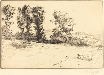Wiese im Sonnenschein
