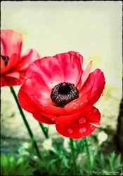 Rote Anemone