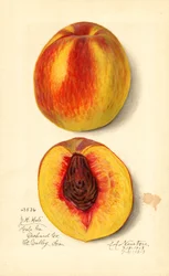 Pfirsiche (Prunus persica: J.H. Hale)