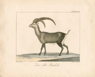 Alpensteinbock