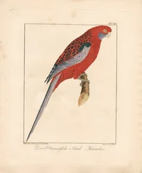 Prachtrosella, Männchen
