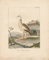 Nilgans