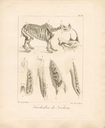 Nashorn-Skelettstruktur