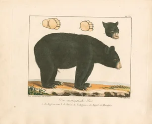 Der Amerikanische Bär (handkolorierte Kupferstichgravur)