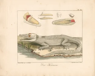 Der Kaiman (handkolorierte Gravur)