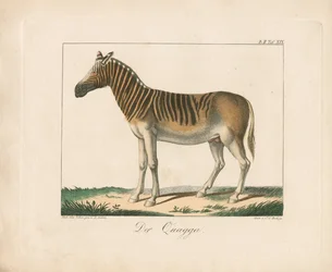 Das Quagga