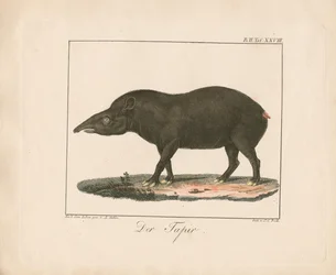 Der Tapir