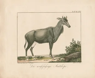 Weißfüßige Antilope