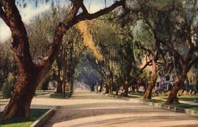 Allee der Pfefferbäume, Pasadena