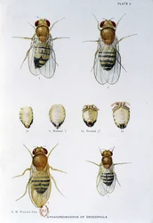 Bienen - in „Contributions to the genetics of drosophila melanogaster“, Thomas H. Morgan