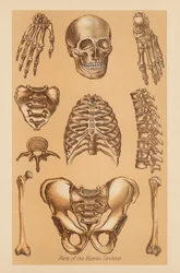 Anatomische Studie des menschlichen Skeletts