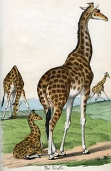 Antiker Druck von Giraffen