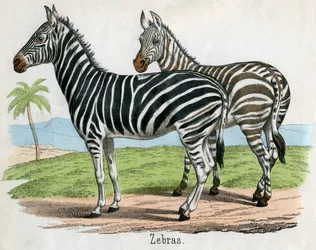 Antiker Druck von Zebras