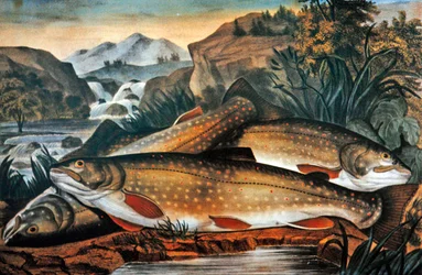 Bachforelle - frisch gefangen, veröffentlicht von Currier & Ives, ca. 1870