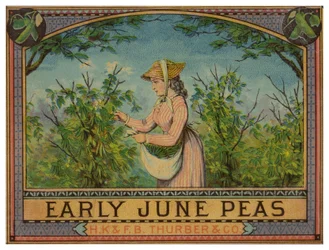 Dame pflückt frühe Juni-Erbsen