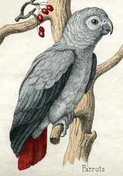 Papagei, aus Die Naturgeschichte der Tiere