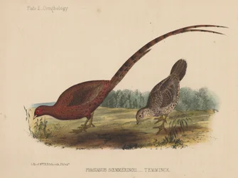 Phasianus Soemmeringh (Temminck)
