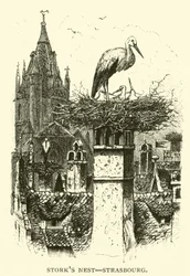 Storchennest, Straßburg