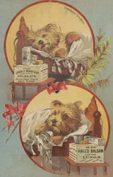 Terrier im Bett