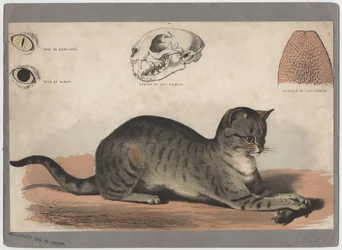 Die Katze
