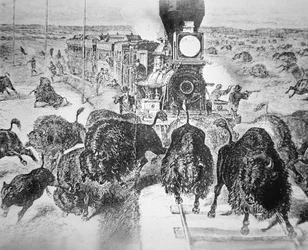 Zugpassagiere auf der Kansas Pacific Railroad, die in den 1870er Jahren Büffel zum Sport schießen