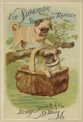 Zwei Hunde und ein Korb