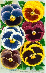 Viktorianische Stiefmütterchenblüten