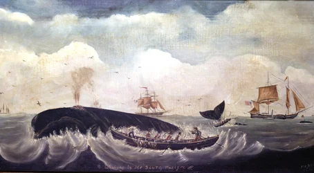 Walfang im Südpazifik