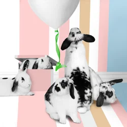 Bunnies 01, 2018