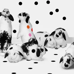 Bunnies 02, 2018 (Fotografie)