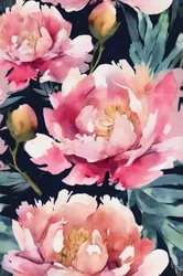 Rosa Pfingstrosen Aquarell