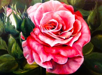 Lebhafte rosa Rosenblüte