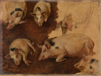 Studie von sechs Schweinen