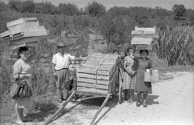 Bittere Trauben - Transport