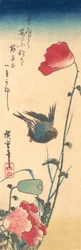 Ein Blaukehlchen und Mohnblumen