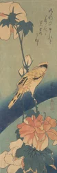 Schwarzgenickter Pirol auf einem Stängel von Hibiskus, ca. 1834
