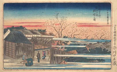 Morgendliche Kirschblüten in Shin-Yoshiwara