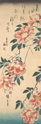 Rosen, ca. 1843