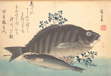 Shimadai und Ainame Fisch, aus der Serie Uozukushi Jede Fischart, 1840er