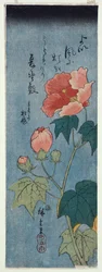 Blühende Mohnblumen, Tanzaku