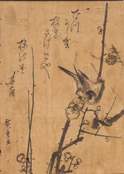 Studie eines Vogels auf einem Ast