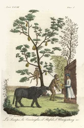 Senfpflanze mit Cochenille-Käfern, Jackfruchtbaum, Wasserbüffel und Orang-Utan. Handkolorierter Kupferstich gezeichnet und graviert von Andrea Bernieri nach François Solvyns aus Giulio Ferrarios 