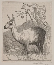 Ein Lama